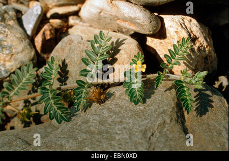 Crevaison-vigne (Tribulus terrestris), la floraison et de la fructification Banque D'Images