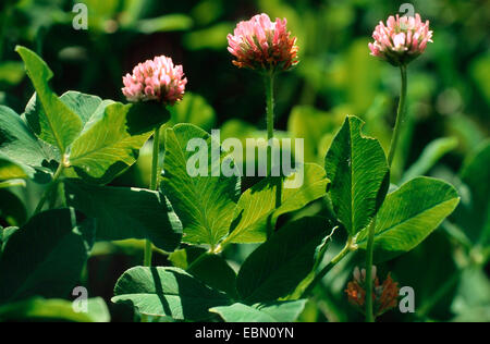 Fraise trèfle (Trifolium fragiferum), blooming, Allemagne Banque D'Images