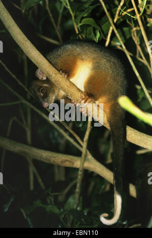 (Commun Pseudocheirus peregrinus), sur une branche Banque D'Images