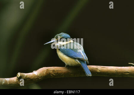 martin-pêcheur sacré (Halcyon sancta, Todiramphus sanctus), assis sur une branche Banque D'Images