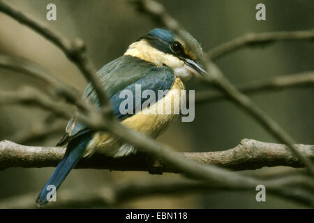 roi-pêcheur sacré (Halcyon sancta, Todiramphus sanctus), sur une branche Banque D'Images