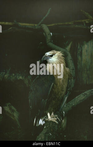 Pallas' sea eagle (Haliaeetus leucoryphus), dans l'enceinte Banque D'Images