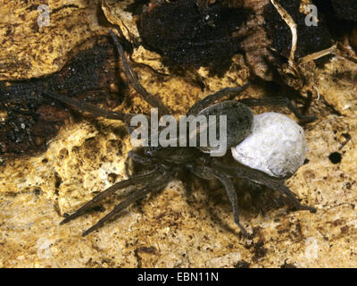 Araignée-loup rustique (Trochosa ruricola), avec Cocoon, Allemagne Banque D'Images