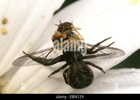 Araignée crabe Xysticus (kochi), Femme avec pris hoverfly Banque D'Images