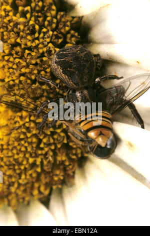 Araignée crabe Xysticus (kochi), Femme avec pris haverfly Banque D'Images