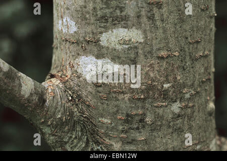 Les montagnes d'Amérique (Sorbus americana, Pyrus americana), le tronc, la branche Banque D'Images