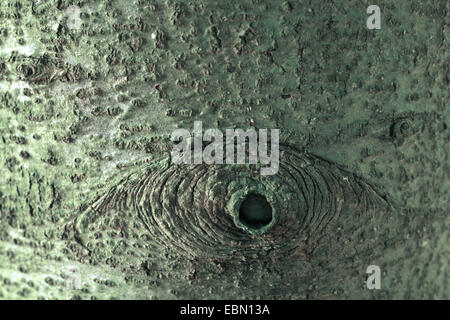 Le sapin, le sapin blanc, le sapin baumier (Abies lasiocarpa), l'écorce avec knothole Banque D'Images