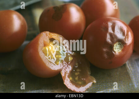 Jardin la tomate (Solanum lycopersicum, Lycopersicon esculentum), tomates pourries avec Pleospora Banque D'Images