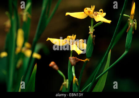 Balades jaune iris, Martinique (Trimezia Trimezia martinicensis, Iris), blooming martinicensis Banque D'Images