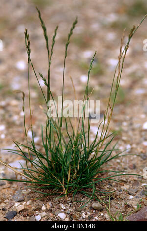 Darnel commun commun, ray ray, vivace, ray-grass vivace (Lolium perenne), blooming, Allemagne Banque D'Images