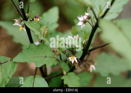 L'aubergine, l'aubergine (Solanum melongena), blooming Banque D'Images