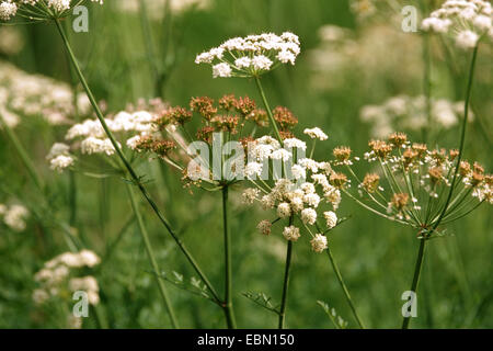 L'eau de la pruche (Oenanthe crocata) filipendule vulgaire, blooming Banque D'Images