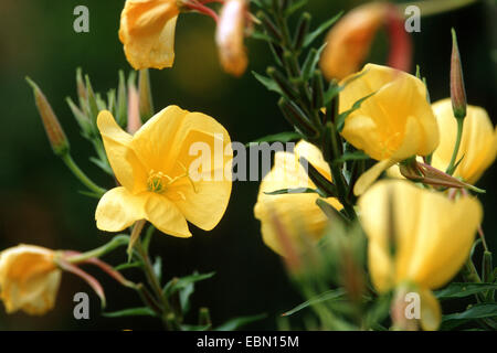 Red-Sepaled Evening-Primrose Large-Flowered, soir, soirée Large-Leaved Primerose Oenothera glazioviana (, Oenothera erythrosepala), blooming, Allemagne Banque D'Images