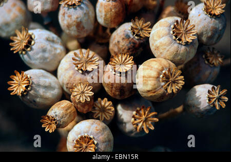 Du pavot à opium (Papaver somniferum), navires de mûres Banque D'Images