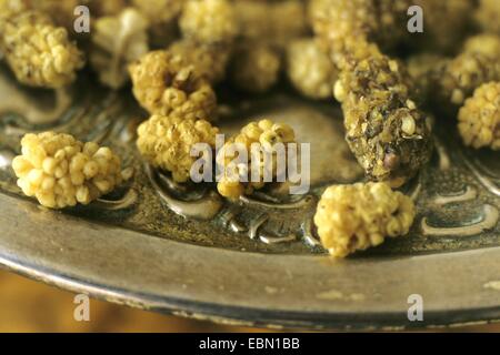 Chinese white Mulberry (Morus alba), fruits secs Banque D'Images