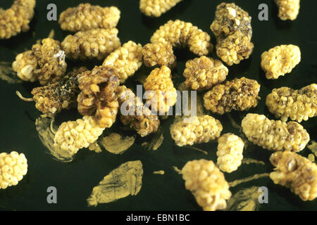 Chinese white Mulberry (Morus alba), fruits secs Banque D'Images