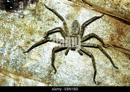 L'araignée banane, grand brown spider, araignée huntsman (Heteropoda venatoria), sur une planche Banque D'Images