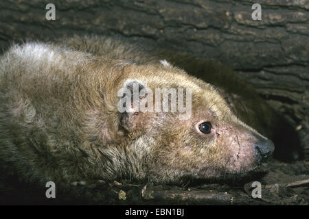 Speothos venaticus chien (bush), allongé sur le sol Banque D'Images