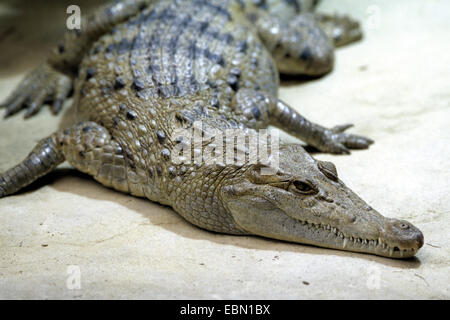 Crocodile des Philippines, Philippines crocodile, crocodile (Crocodylus mindorensis Mindoro), portrait Banque D'Images