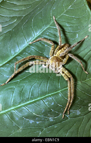 Les araignées errantes, exécutant les araignées (Ctenidae, Ctenidae), assis sur une feuille verte, Panama Banque D'Images