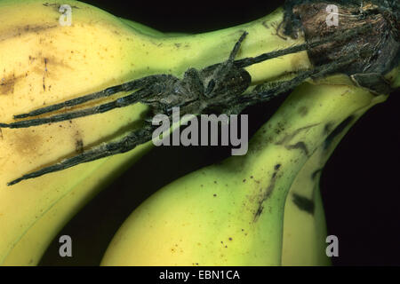 Les araignées errantes, exécutant les araignées (Ctenidae, Ctenidae), sur les bananes mûres Banque D'Images