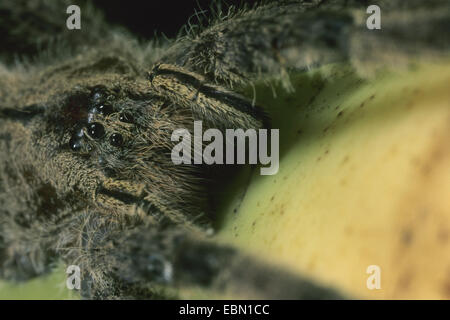 Les araignées errantes, exécutant les araignées (Ctenidae, Ctenidae), sur les bananes mûres Banque D'Images