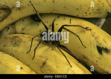 Les araignées errantes, exécutant les araignées (Ctenidae, Ctenidae), sur les bananes mûres Banque D'Images