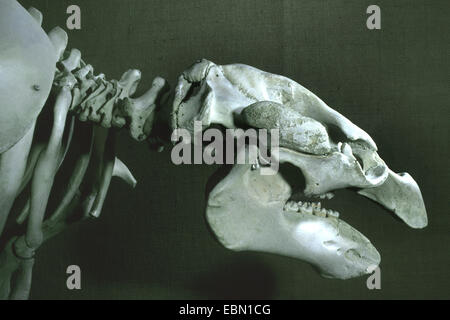 Lamantin des lamantins de Floride, Caraïbes, Antilles, lamantins (Trichechus manatus lamantin), le crâne d'un lamantin Des Caraïbes Banque D'Images
