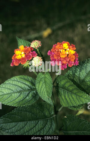 Lantana (Lantana camara 'Radiation', Lantana camara Radiation), rayonnement cultivar Banque D'Images