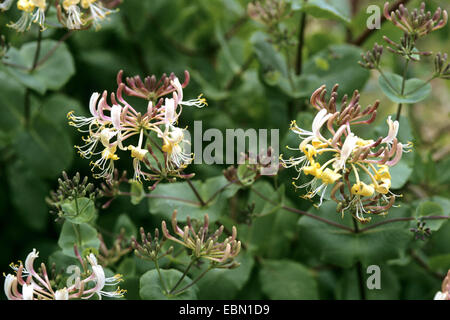 Chèvrefeuille étrusque (Lonicera etrusca), blooming Banque D'Images