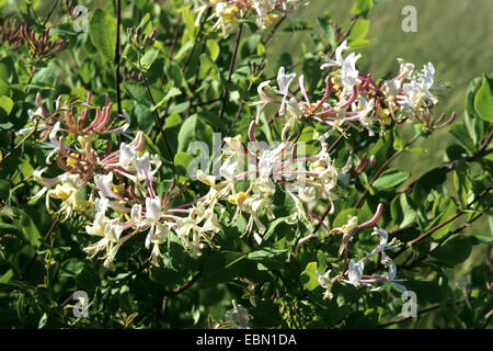 Chèvrefeuille étrusque (Lonicera etrusca), blooming Banque D'Images
