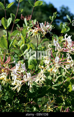Chèvrefeuille étrusque (Lonicera etrusca), blooming Banque D'Images