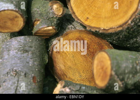 Pin noir d'Europe, l'aulne (Alnus glutinosa), du bois, de l'Allemagne Banque D'Images