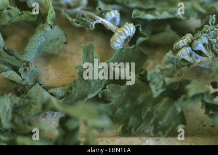 Featherfew, grande camomille, plumes-leaf (Tansy Tanacetum parthenium, Chrysanthemum parthenium), herbe séchée Banque D'Images