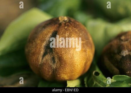 La bergamote (Citrus Bergamia), fruits secs Banque D'Images