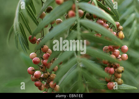 Pepper Tree (Californie, Schinus molle Schinus molle var. molle), de la direction générale avec des fruits Banque D'Images