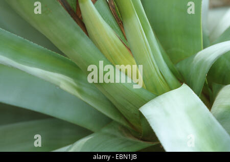 Blue agave, agave Tequila, Mezcal, Maguey, Weber agave bleu, de l'Agave Azul (Agave tequilana), feuilles Banque D'Images