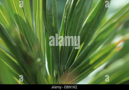 Saw palmetto (Serenoa repens), leaf Banque D'Images
