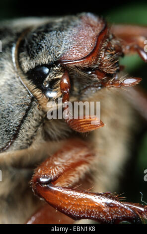 Catégorie : commune, maybug (Melolontha melolontha), portrait, Allemagne Banque D'Images