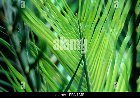 Macrozamia communis (cycas), rétroéclairage à feuilles Banque D'Images