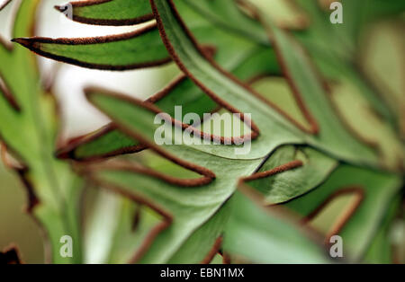 (Doryopteris Doryopteris Doryopteris pedata var. palmata, palmata), une fronde de deatil Banque D'Images