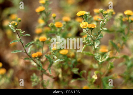 Petit fleabane (Pulicaria vulgaris), la floraison, Allemagne Banque D'Images