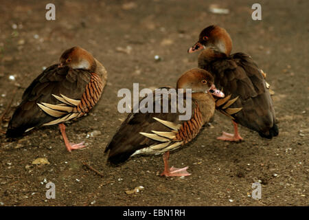 Empanaché (Dendrocygna eytoni), trois plumes de canards sifflement debout sur une jambe Banque D'Images
