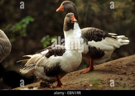 L'Oie de Poméranie, Ruegener (Anser anser f. domestica), trois oies de Poméranie (également appelé 'oies Ruegener'), une race de devenir rare Banque D'Images