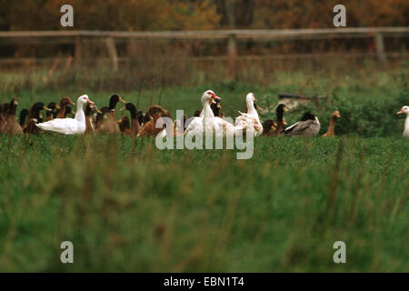 Le canard de Barbarie (Cairina moschata), des canards domestiques, avec les canards de Barbarie Cairina moschata, dans un pré, Allemagne Banque D'Images