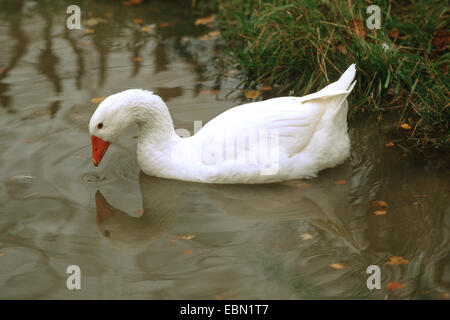 L'oie domestique (Anser anser f. domestica), Diepholz Goose nager à une rive de l'eau Banque D'Images