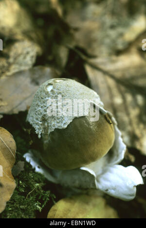 Deathcap (Amanita phalloides), les jeunes, le stade Allemagne Banque D'Images