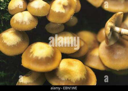 Woodtuft Scalycap, gainé (Kuehneromyces mutabilis, Galerina mutabilis, Pholiota Mutabilis), plusieurs champignons, Allemagne Banque D'Images