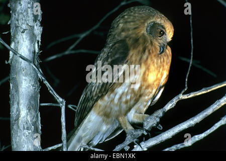 Boobook owl Ninox novaeseelandiae), (assis sur une branche Banque D'Images