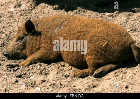 Cochon laineux (Sus scrofa domestica). f, couché fatigué sur le terrain Banque D'Images